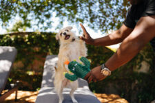 Teaching Children to Play Nicely With Dogs – P.L.A.Y.