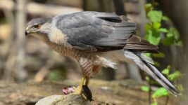 These American Birds Are Getting New Names