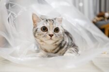 Why Does My Cat Like Plastic Bags So Much? 5 Reasons & Safety Tips