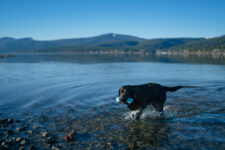 How to Safely Adventure With Your Dog Outdoors – P.L.A.Y.