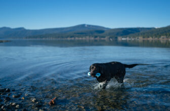 How to Safely Adventure With Your Dog Outdoors – P.L.A.Y.